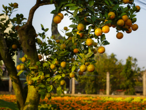 Comment Choisir Et Planter Vos Arbres Fruitiers Agrapresse Fr