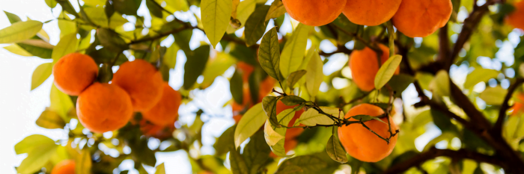 Comment Choisir Et Planter Vos Arbres Fruitiers Agrapresse Fr