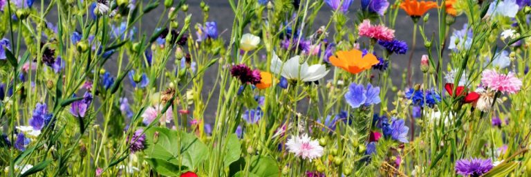 Pourquoi Mettre Son Jardin En Jach Re