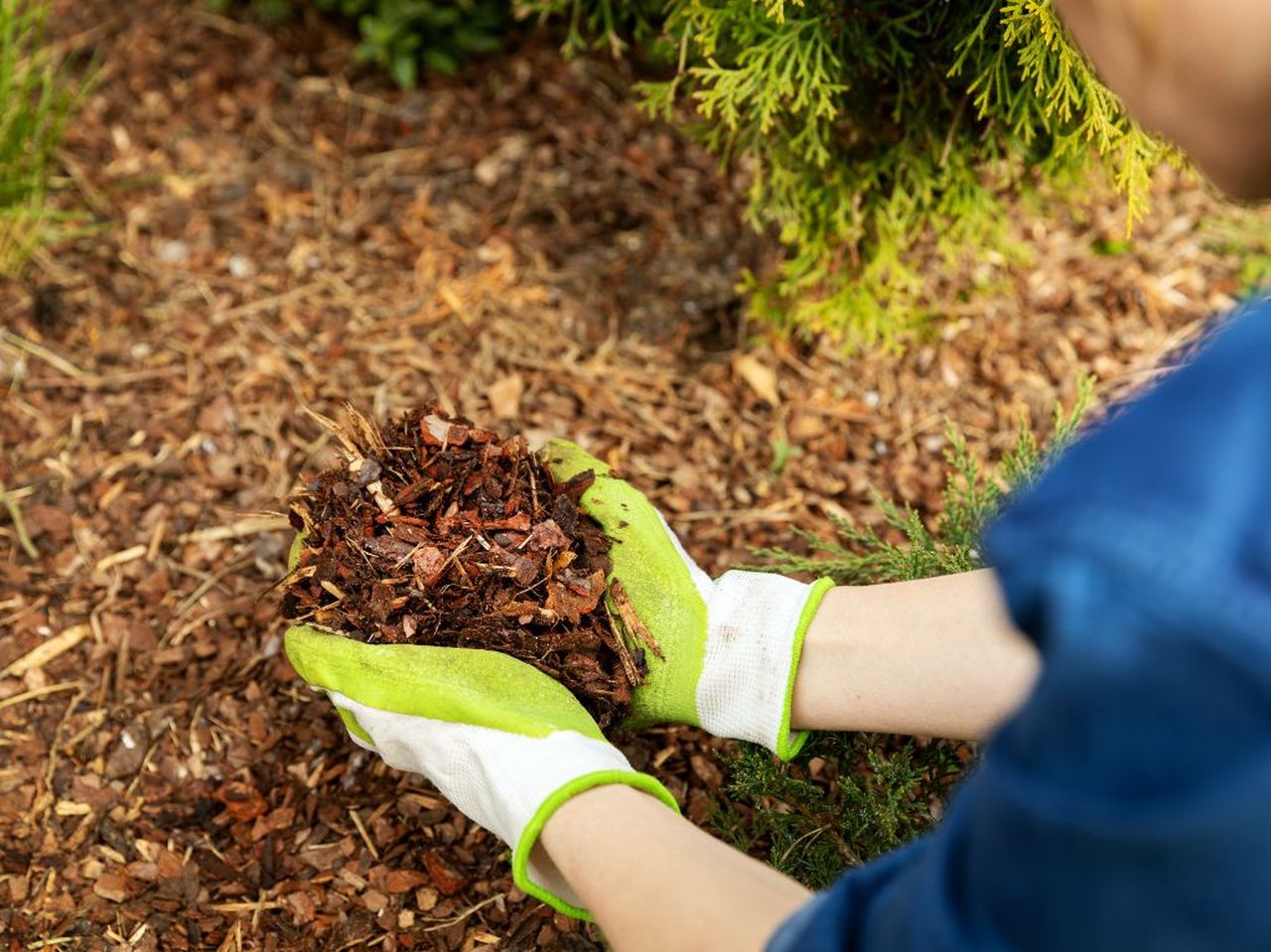 Quelques Conseils Tapes Pour R Ussir Son Paillage