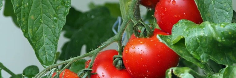 Nos conseils pour réussir vos plants de tomates