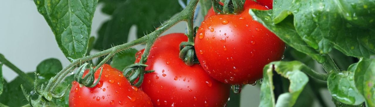 Nos astuces pour cultiver des tomates au mois de février