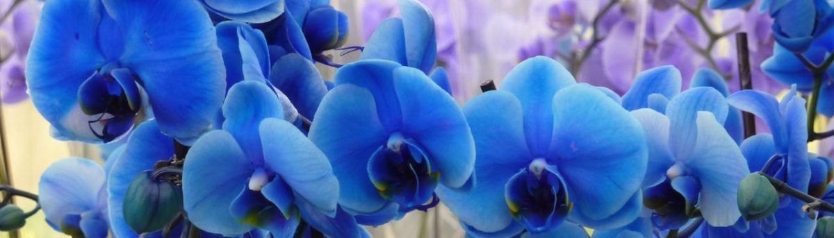 Quelle est la signification des couleurs de l orchidée