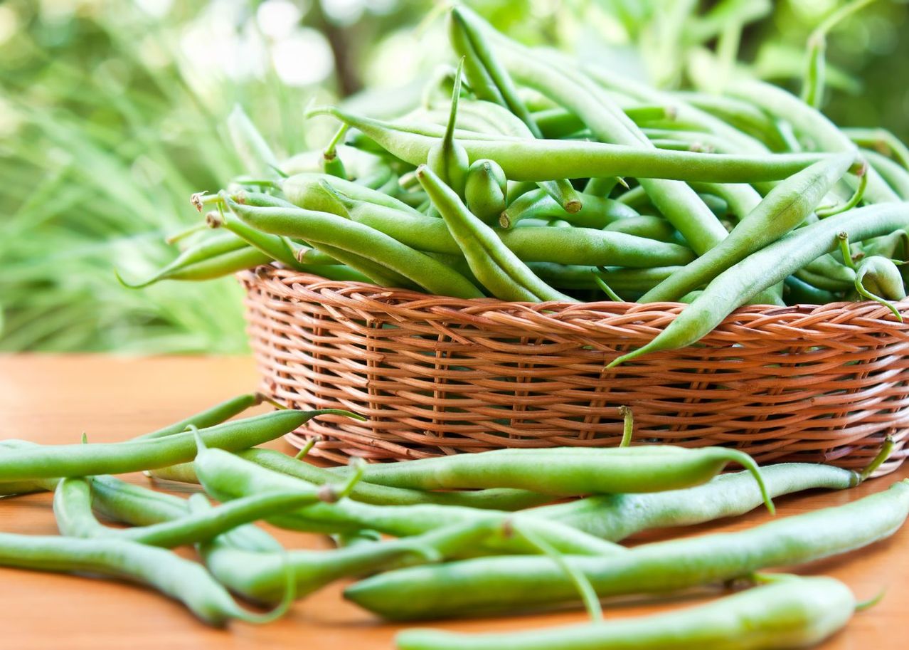 Plantation Des Haricots En Pleine Terre Quand Et Comment S Y Prendre