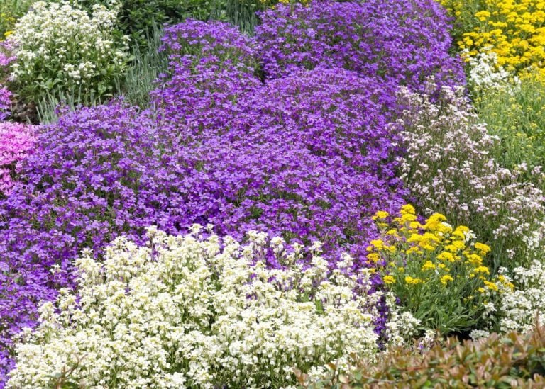 Les Plantes Couvre Sol Quelles Plantes Choisir Pour Remplacer Le