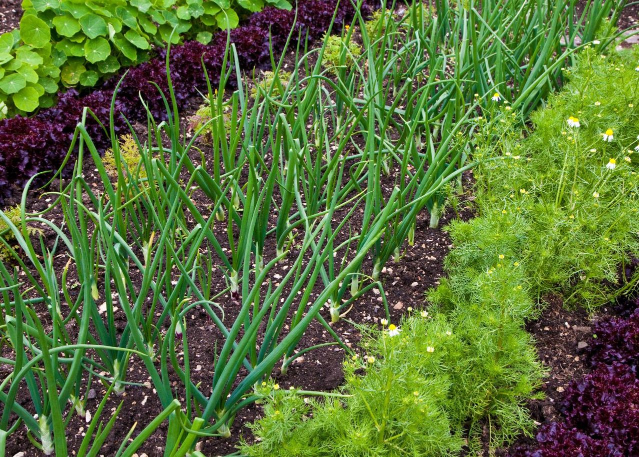 Rotation Des Cultures Optimisez Votre Potager Pour Des R Coltes Plus