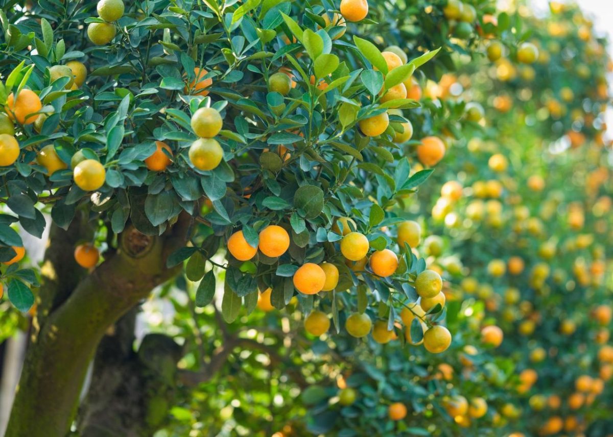 Planter Un Arbre Fruitier Dans Son Verger Le Guide Ultime