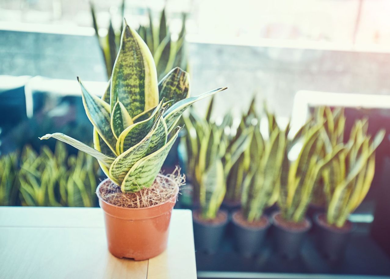 Le paillage des plantes en pot comment bien le réaliser et pourquoi