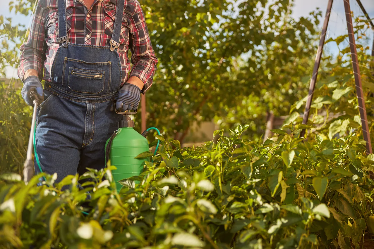 Cet herbicide naturel va anéantir les racines des mauvaises herbes