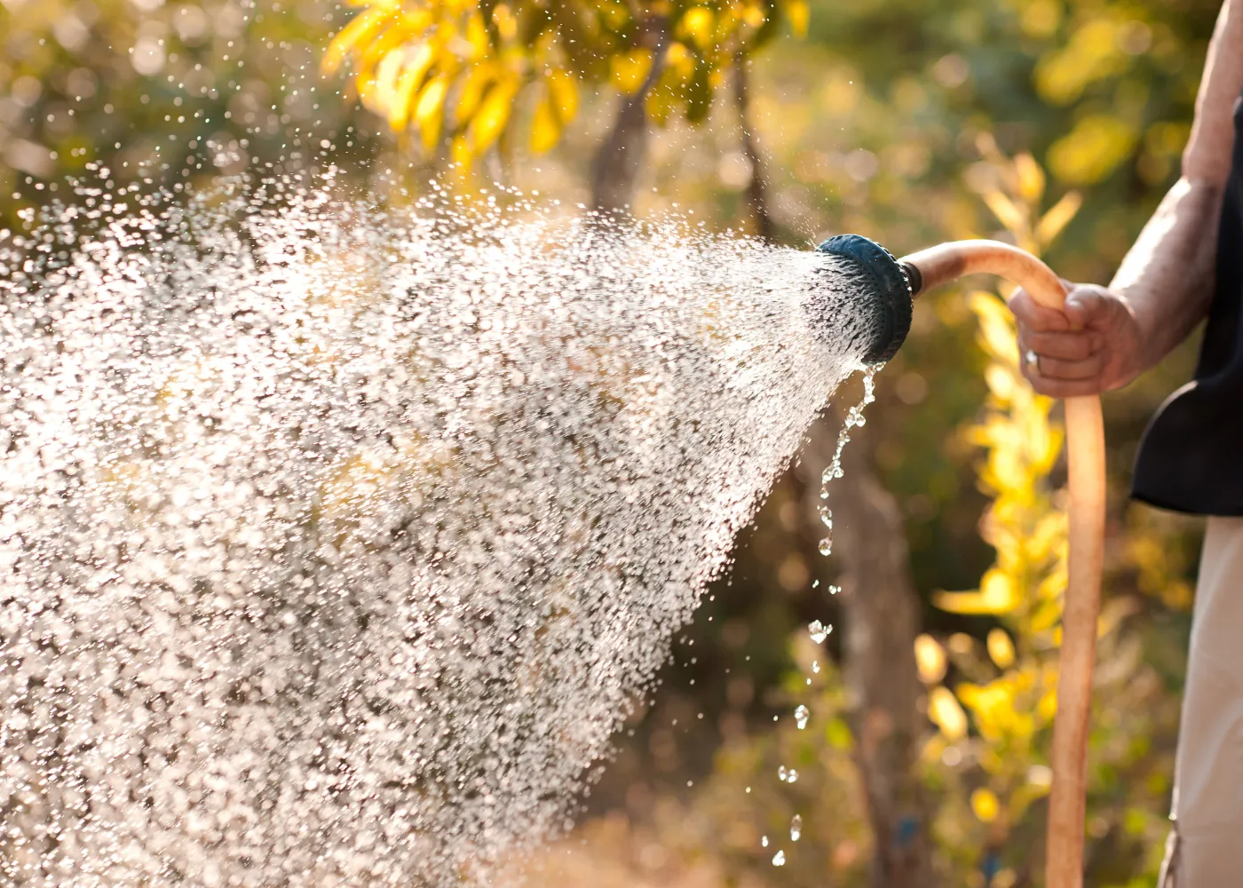 Canicule Ces erreurs d arrosage qu il faut absolument éviter