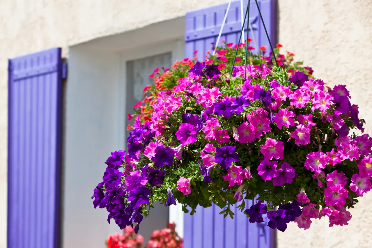 5 plantes retombantes parfaites pour votre balcon Des couleurs à