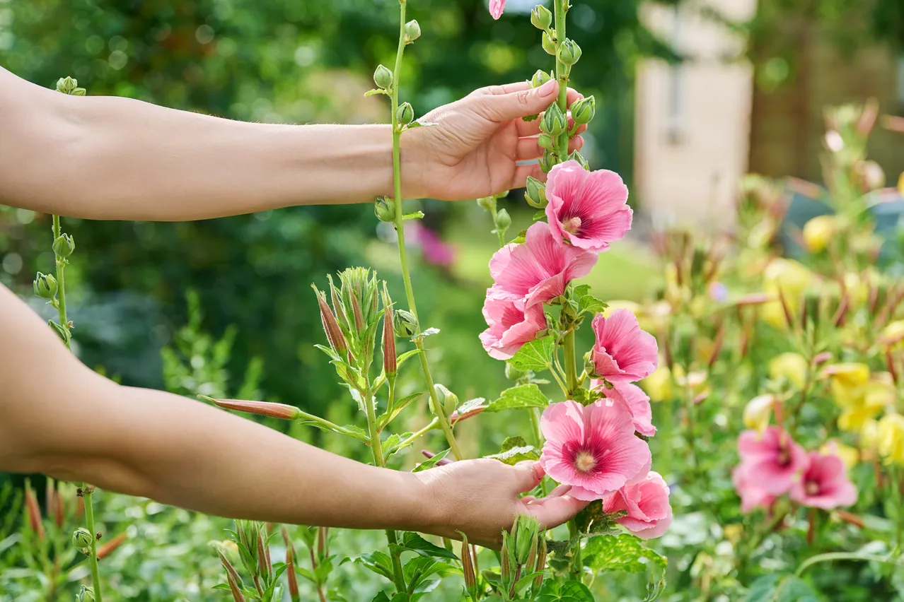 Les roses trémières comment les semer et en prendre soin comme un pro