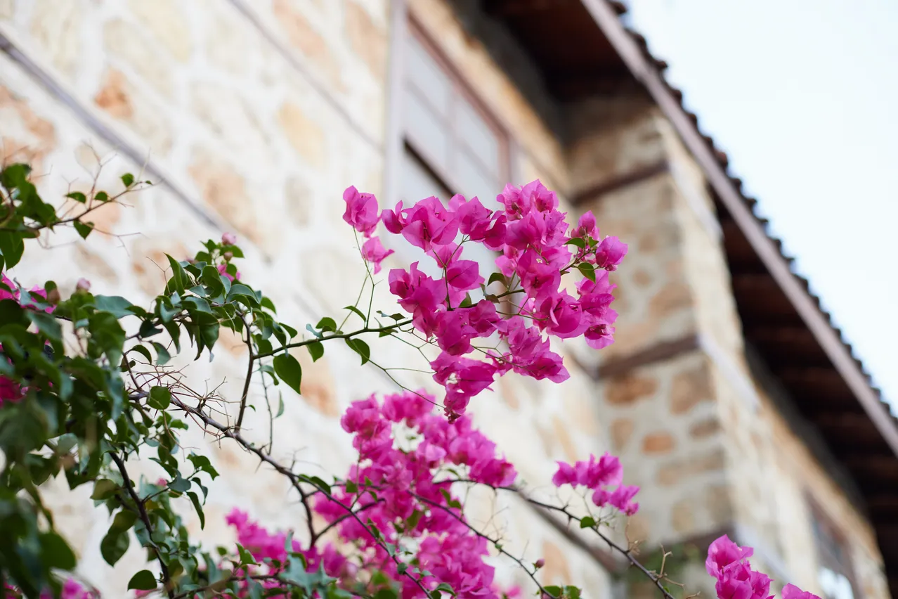 Bougainvillier Perd Ses Fleurs Et Ses Feuilles Sauvez Le Avec Cette