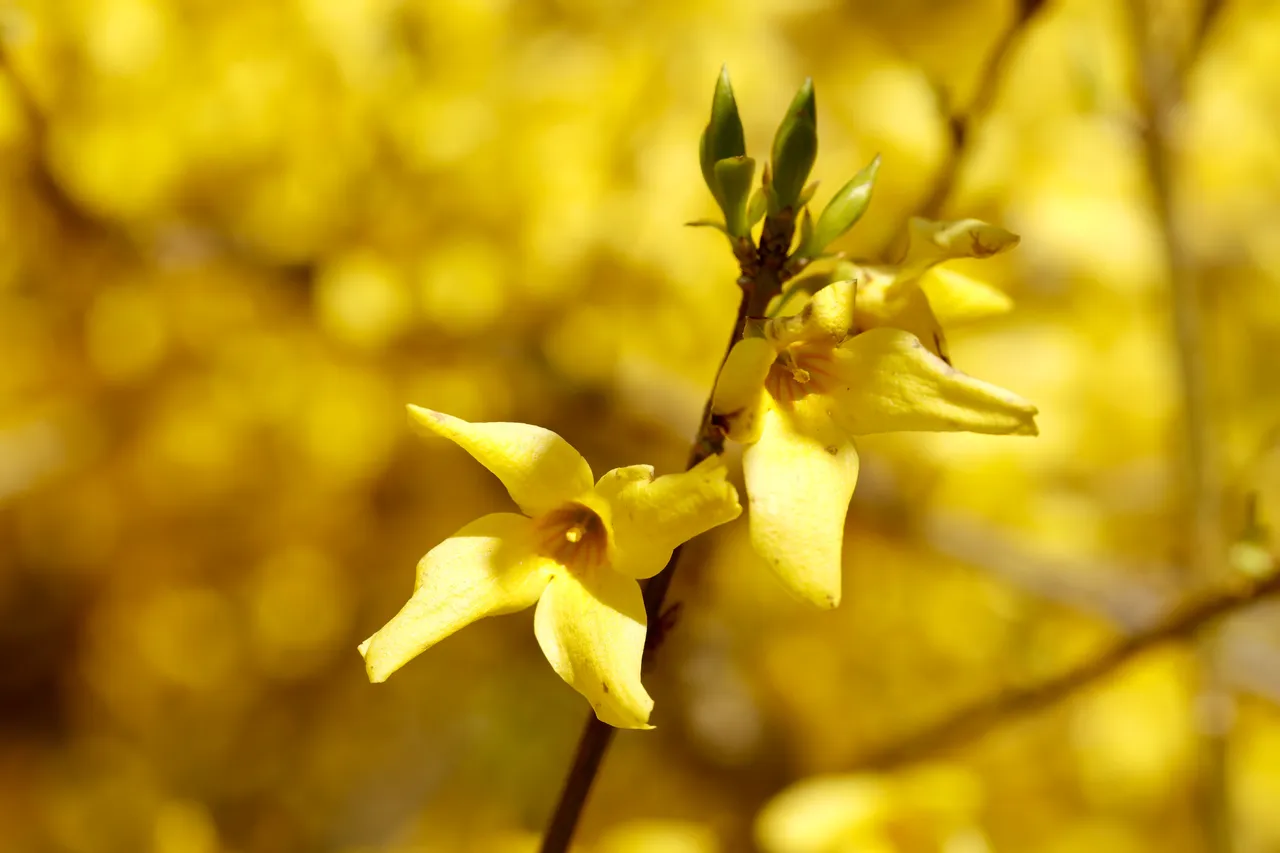 Les plantes fleuries à ne surtout pas tailler en automne voici