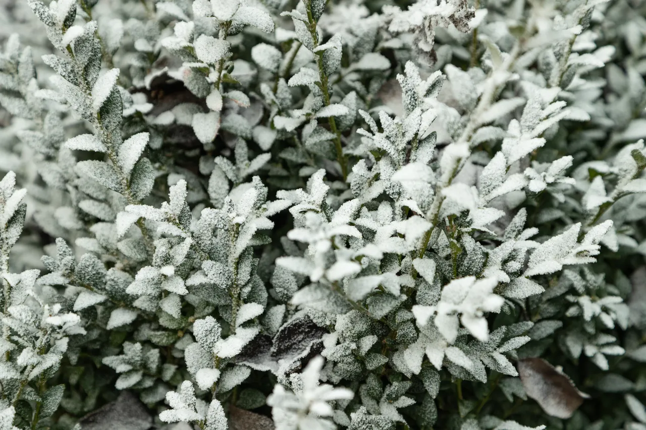 Jardin En Hiver Les Plantes En Pot Qui R Sistent Au Froid Qu Il