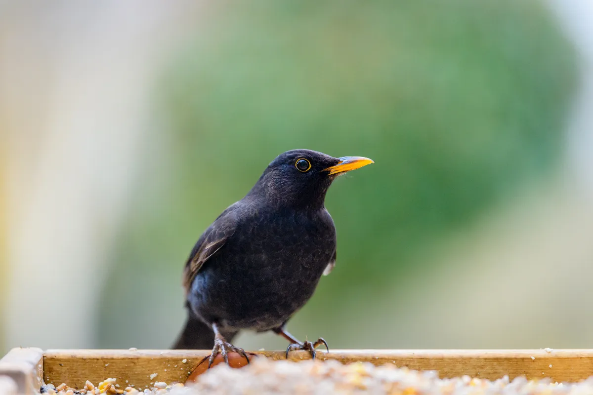 Comment Prot Ger Vos Semis Des Oiseaux Astuces Pour Les Loigner