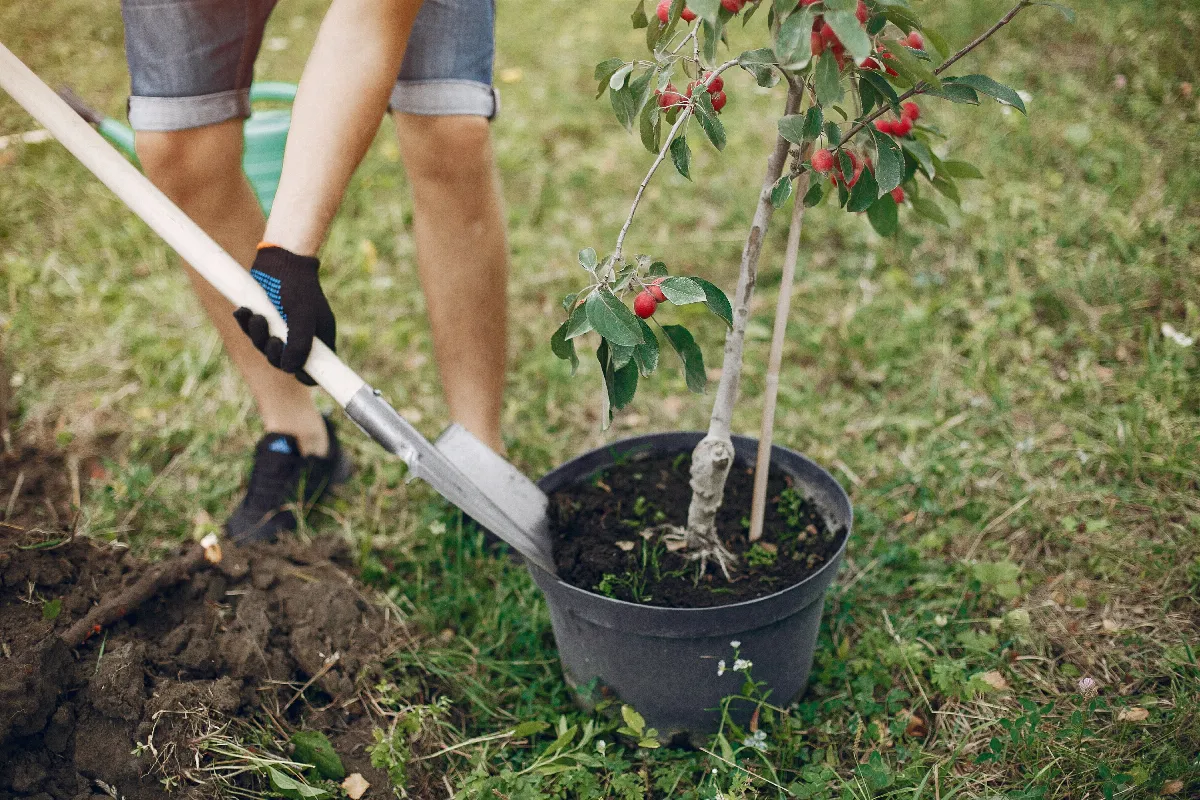 Réglementation pour planter des arbres dans votre jardin êtes vous