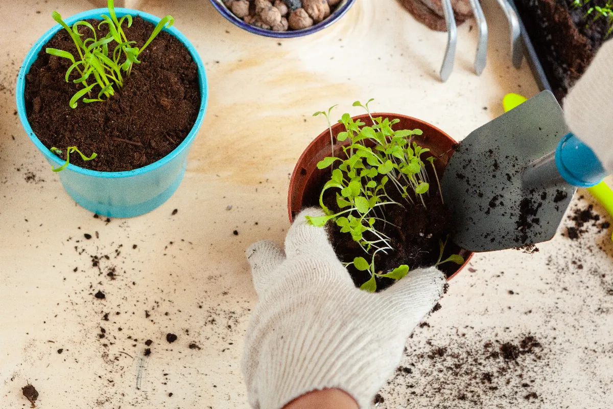 Utiliser De La Cendre De Bois Pour Les Semis Est Ce Vraiment Une