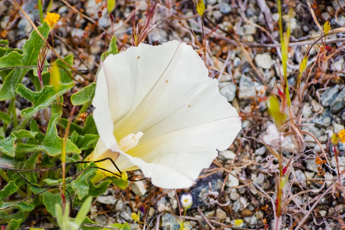 Voici Comment Se D Barrasser D Finitivement Du Liseron Dans Votre Jardin