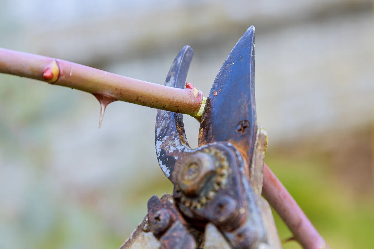 5 astuces se débarrasser des ronces et préparer votre jardin pour l