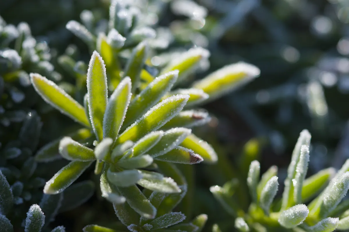 Vos Plantes Ont T Touch Es Par Le Gel Printanier Voici Comment Les