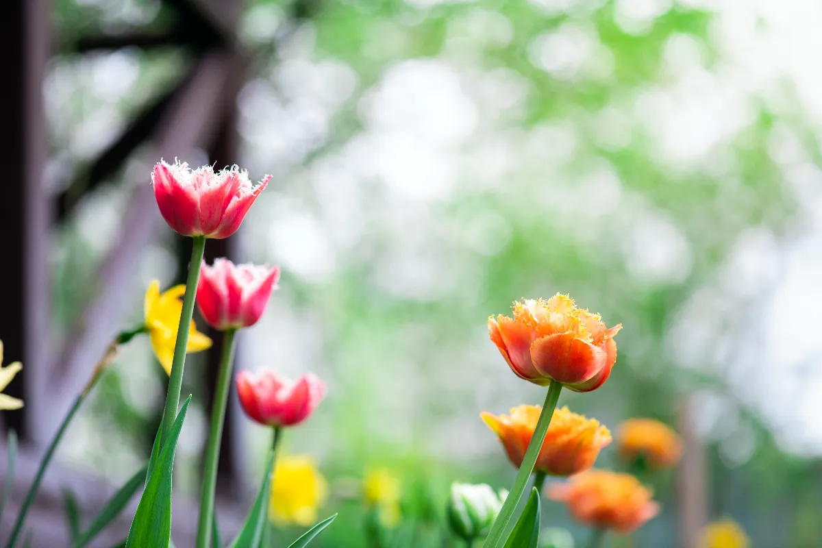 Réussir la floraison de vos tulipes voici les étapes à suivre