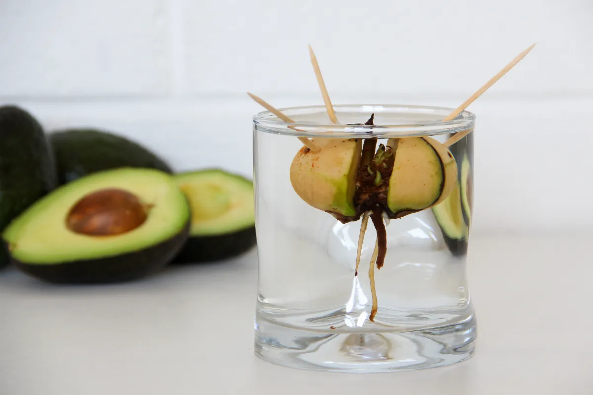 Voici Comment Faire Pousser Un Avocat Simplement Partir Dun Noyau