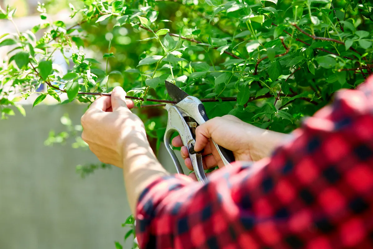 Voici Les Plantes Et Arbres Tailler Absolument Avant Fin Mars Ne