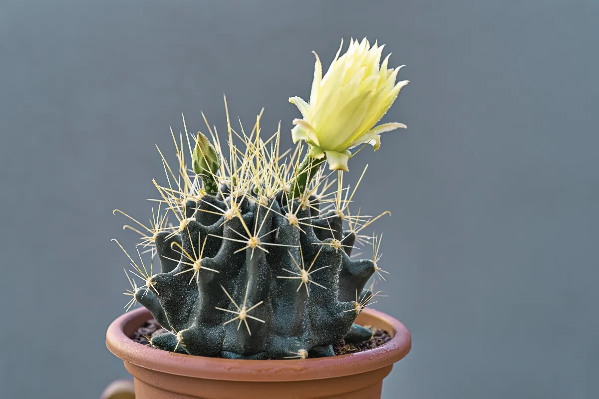 Vous Souhaitez Faire Fleurir Vos Cactus Voici Les Astuces Et Conseils