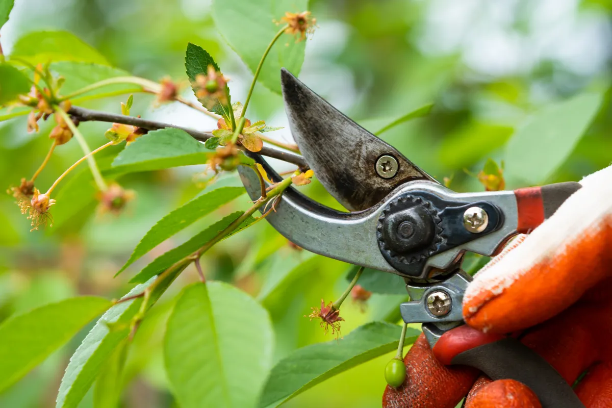 Comment Bien Planifier La Taille Et L Lagage De Vos Arbres Et Arbustes