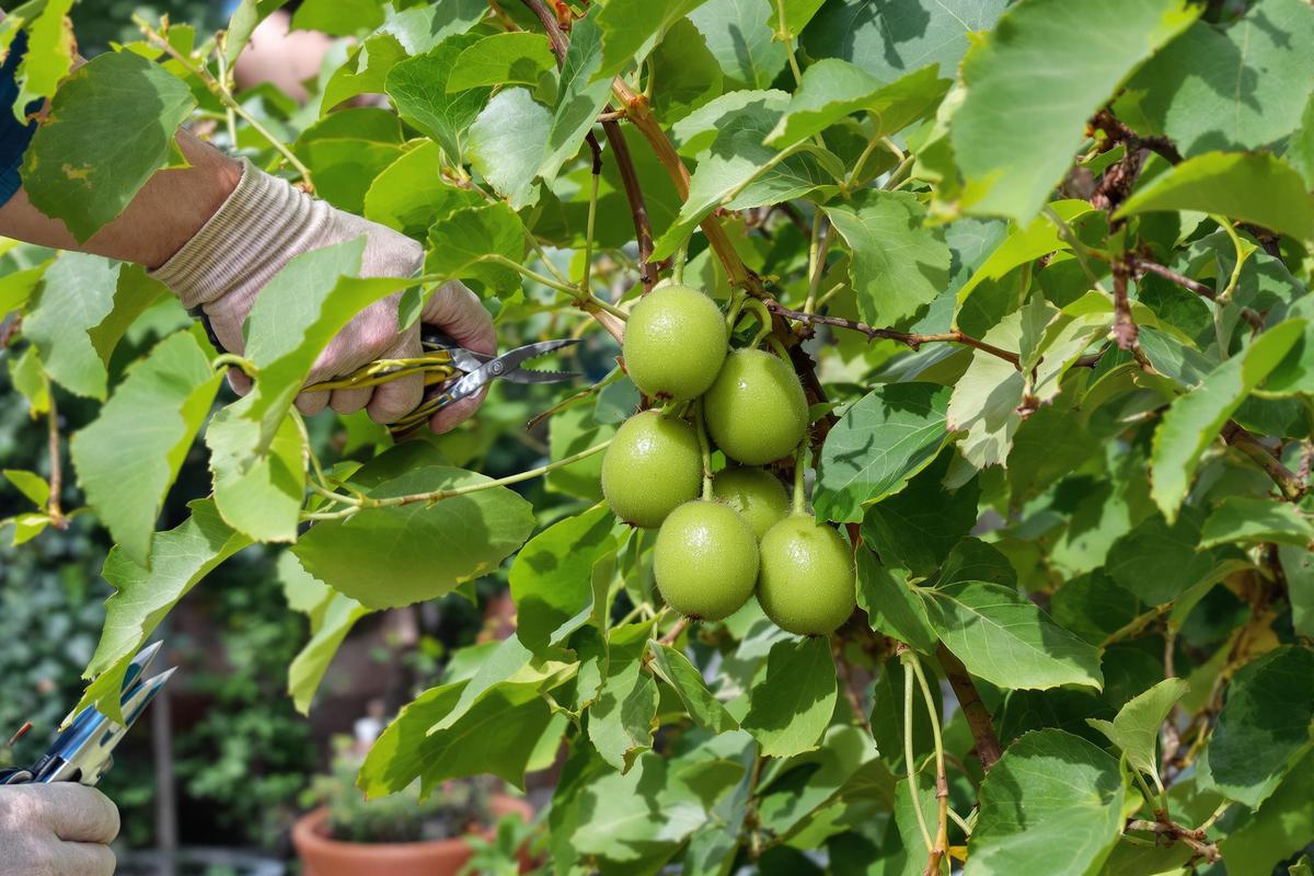 Taille Des Kiwis Comment Tailler Un Kiwi Pour Une R Colte Abondante