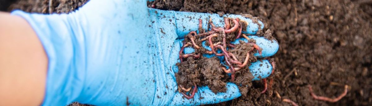 Comment Fabriquer Le Meilleur Engrais Naturel Pour Son Potager