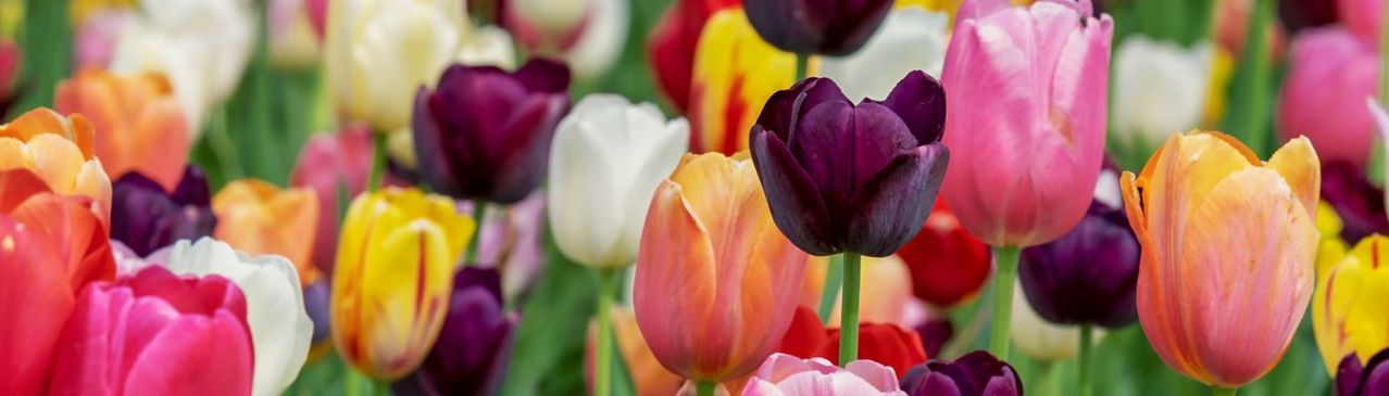 Les 10 meilleures fleurs à planter au mois de mars