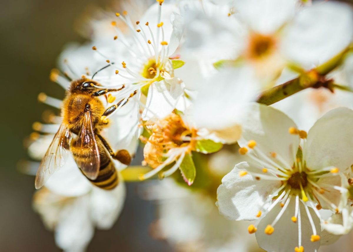 Les Meilleures Plantes Pour Attirer Les Pollinisateurs : Conseils Pour ...