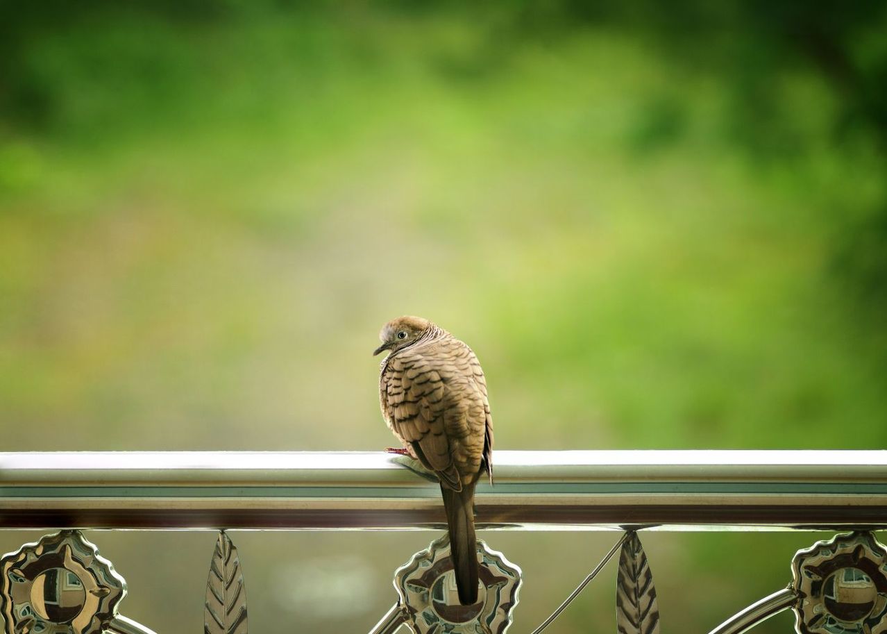 Comment accueillir les oiseaux sur son balcon