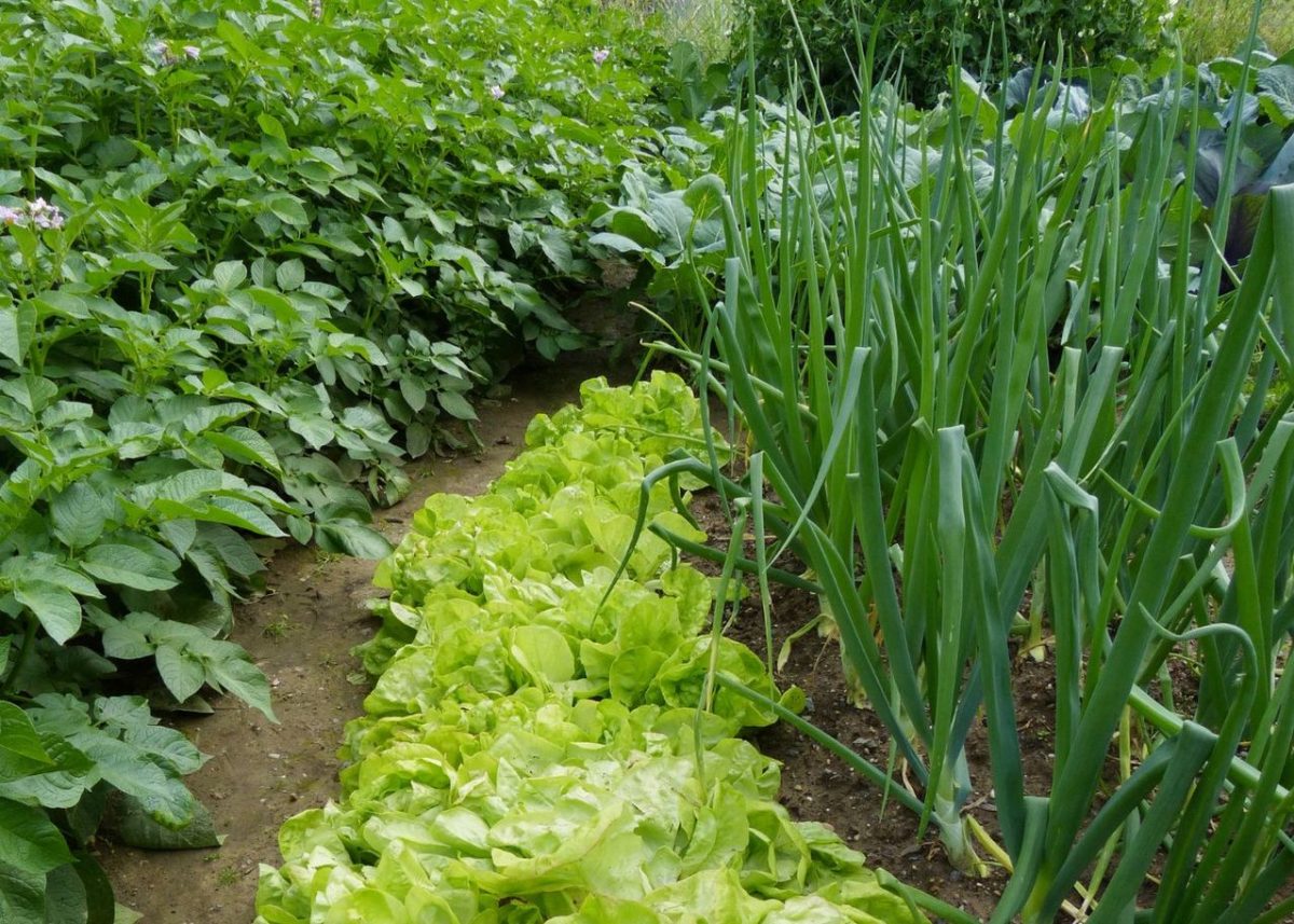 L Importance Des Cultures Associ Es En Jardin Biologique