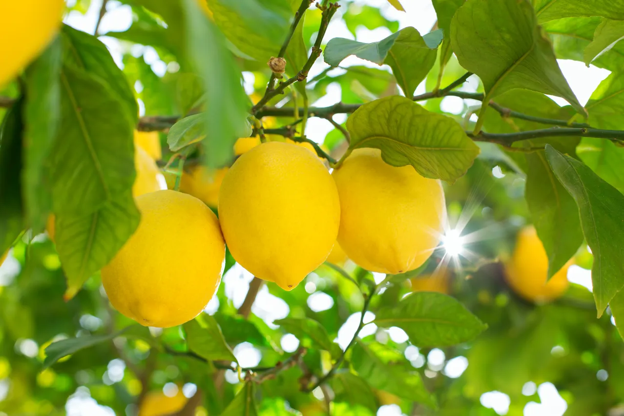 Le marc de café peut-il révolutionner la vie de vos citronniers ?