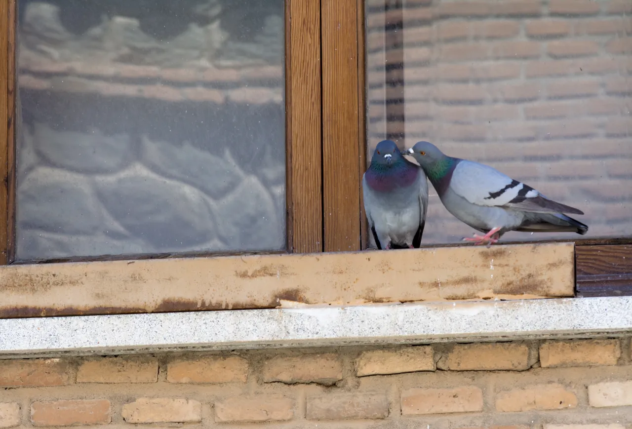 Ces 5 astuces pour éviter que les oiseaux ne se cognent à vos fenêtres