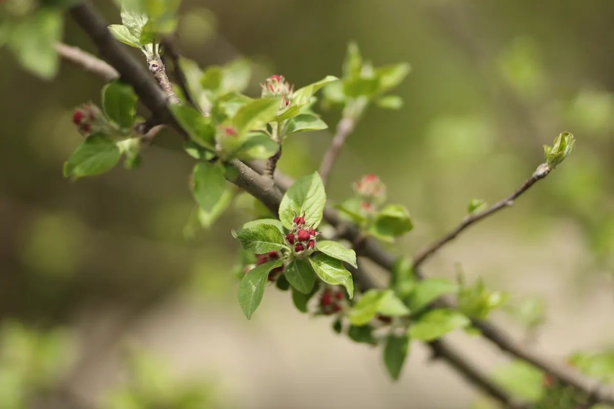 5 arbres fruitiers à absolument cultiver dans son jardin - Vive le