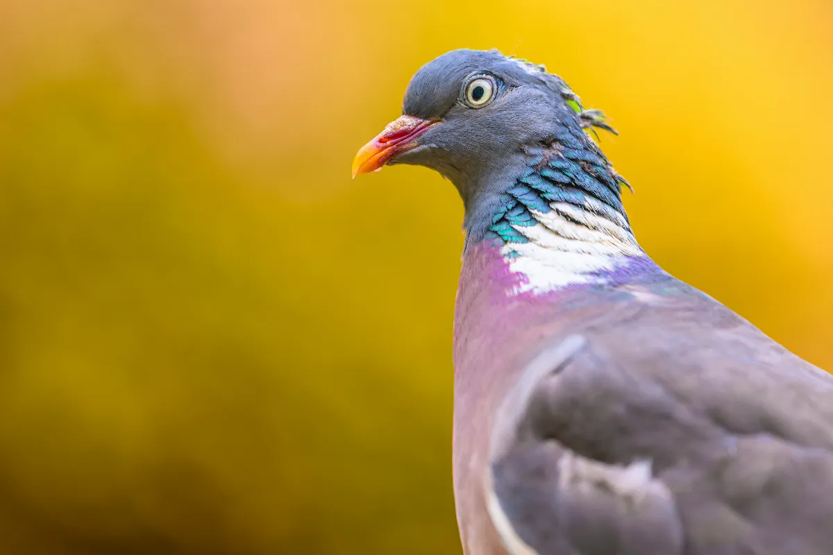 Astuce pour faire fuir les pigeons des balcons - Le blog StarOfService