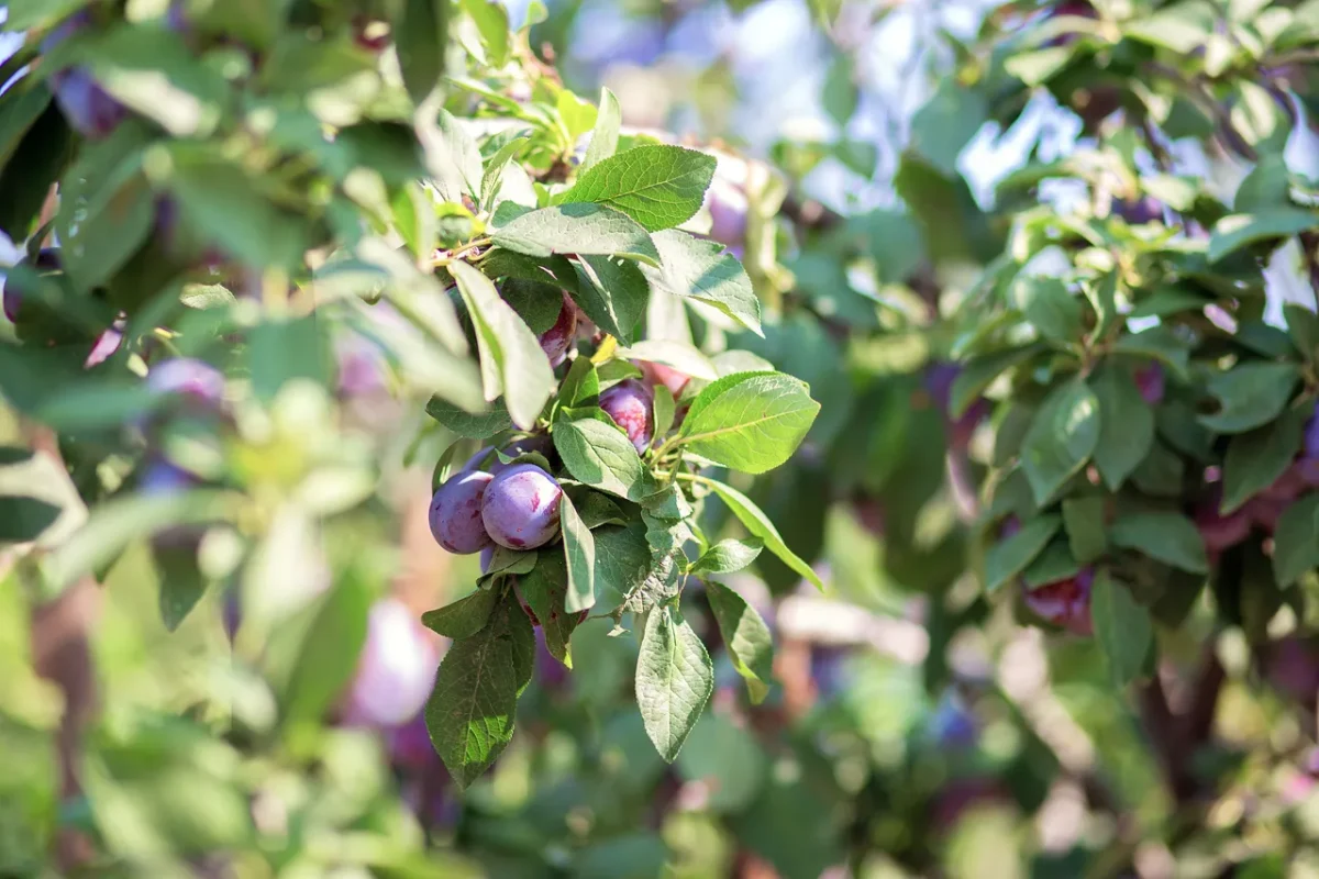 5 arbres fruitiers à absolument cultiver dans son jardin - Vive le